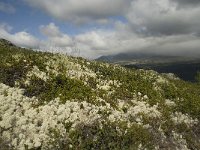 Cladonia stellaris 8, Kerststukje-rendiermos, habitat, Saxifraga-Willem van Kruijsbergen