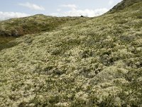 Cladonia stellaris 9, Kerststukje-rendiermos, habitat, Saxifraga-Willem van Kruijsbergen