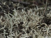 Cladonia uncialis 4, Varkenspootje, Saxifraga-Willem van Kruijsbergen