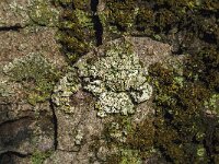 Felhanera viridisorediata 2, Gewone druppelkorst, Saxifraga-Jan van der Straaten