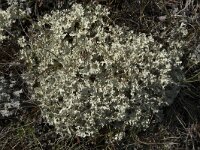 Flavocetraria nivalis 16, Bleekgeel boerenkoolmos, Saxifraga-Willem van Kruijsbergen
