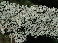 Hypogymnia tubulosa 2, Witkopschorsmos, Saxifraga-Jan van der Straaten