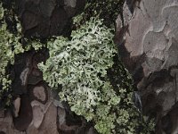 Hypogymnia tubulosa 3, Witkopschorsmos, Saxifraga-Jan van der Straaten