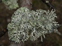 Hypogymnia tubulosa 6, Witkopschorsmos, Saxifraga-Jan van der Straaten