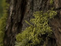 Letharia vulpina 3, Saxifraga-Willem van Kruijsbergen