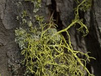 Letharia vulpina 9, Saxifraga-Willem van Kruijsbergen