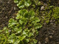 Lunularia cruciata 2, Halvemaantjesmos, Saxifraga-Jan van der Straaten