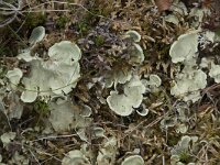 Nephroma arcticum 10, Saxifraga-Willem van Kruijsbergen