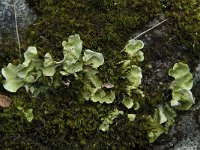 Nephroma arcticum 2, Saxifraga-Willem van Kruijsbergen