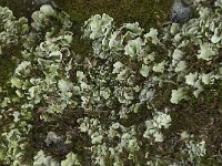 Nephroma arcticum 4, Saxifraga-Willem van Kruijsbergen