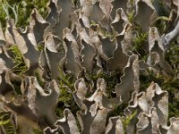 Peltigera malacea 2, Saxifraga-Willem van Kruijsbergen