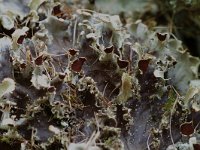 Peltigera praetextata 2, Ruig leermos, Saxifraga-Willem van Kruijsbergen