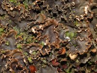 Peltigera praetextata 3, Ruig leermos, Saxifraga-Marijke Verhagen