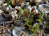 Peltigera praetextata 4, Ruig leermos, Saxifraga-Willem van Kruijsbergen