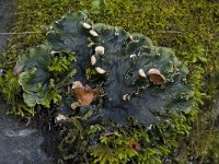 Peltigera praetextata 5, Ruig leermos, Saxifraga-Willem van Kruijsbergen