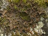 Peltigera praetextata 6, Ruig leermos, Saxifraga-Willem van Kruijsbergen