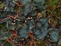 Peltigera scabrosa 2, Saxifraga-Willem van Kruijsbergen