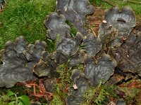 Peltigera scabrosa 3, Saxifraga-Willem van Kruijsbergen