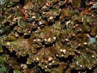 Peltigera scabrosa 4, Saxifraga-Willem van Kruijsbergen