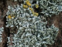 Physcia adscendens 02, Kapjesvingermos, AHB  Kapjesvingermos, Physcia adscendens  De Koperen Hoogte op 7 april 2018 Validatie Zie: https://waarneming.nl/waarneming/view/150558471