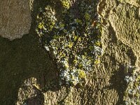 Physcia adscendens 5, Kapjesvingermos, Saxifraga-Jan van der Straaten