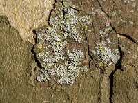 Physcia adscendens 6, Kapjesvingermos, Saxifraga-Jan van der Straaten