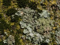 Punctelia borreri 3, Witstippeldschildmos, Saxifraga-Jan van der Straaten