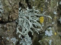 Ramalina farinacea 01, Melig Takmos, AHB  Melig Takmos - Ramalina farinacea  Hardenberg-Heemse op 31 maart 2018 Validatie  Henk-Jan van der Kolk Zie: https://waarneming.nl/waarneming/view/150176173