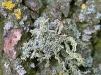 Ramalina farinacea 15, Melig takmos, Saxifraga-Tom Heijnen