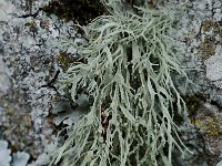 Ramalina farinacea 4, Melig takmos, Saxifraga-Willem van Kruijsbergen