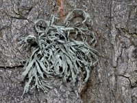 Ramalina farinacea #04228 : Ramalina farinacea, Melig takmos