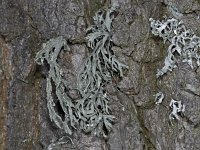 Ramalina farinacea #04232 : Ramalina farinacea, Melig takmos