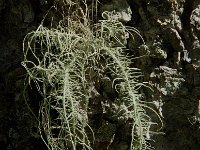 Usnea filipendula 3, Saxifraga-Willem van Kruijsbergen