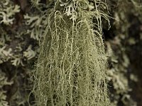 Usnea filipendula 5, Saxifraga-Willem van Kruijsbergen