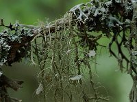 Usnea florida 4, Zonnetjesbaardmos, Saxifraga-Willem van Kruijsbergen