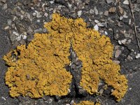 Xanthoria calcicola 4, Oranje dooiermos, Sxifraga-Willem van Kruijsbergen