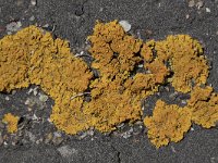 Xanthoria calcicola 5, Oranje dooiermos, Sxifraga-Willem van Kruijsbergen