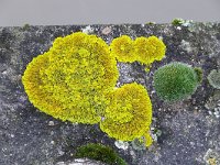 Xanthoria calcicola 6, Oranje dooiermos, Saxifraga-Tom Heijnen