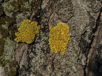 Xanthoria calcicole 7, Oranje dooiermos, Saxifraga-Jan van der Straaten