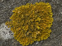 Xanthoria parietina 18, Groot dooiermos, Saxifraga-Willem van Kruijsbergen