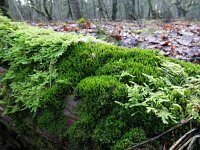 Barbilophozia attenuata 2, Steil tandmos, Saxifraga-Jelle van Dijk