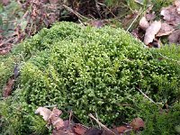 Bazzania trilobata 1, Groot zweepmos, Saxifraga-Jelle van Dijk