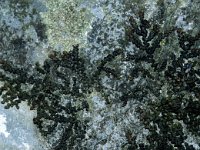 Frullania tamarisci 1, Roestmos, Foto Fitis-Sytske Dijksen