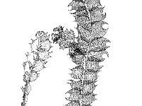 Lophocolea bidentata, Bifid Crestwort