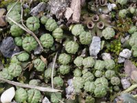 Marchantia polymorpha