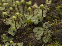 Marchantia polymorpha 3, Parapluutjesmos, Saxifraga-Willem van Kruijsbergen