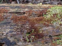 Nowella curvifolia 1, Krulbladmos, Saxifraga-Jelle van Dijk