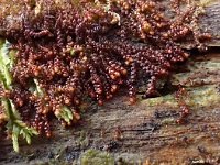 Nowella curvifolia 2, Krulbladmos, Saxifraga-Jelle van Dijk