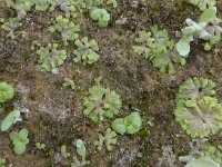 Riccia cavernosa 2, Sponswatervorkje, Saxifraga-Jelle van Dijk