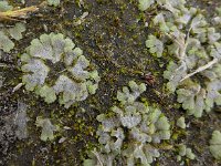 Riccia crystallina